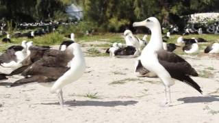 Laysan Albatross Mating Dance [upl. by Florrie]