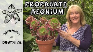 Tips amp Tricks for Propagating Aeoniums  Quick amp Easy Guide [upl. by Odama445]