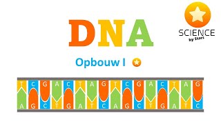 DNA 1 nucleotiden complementaire opbouw en basisstructuur DNA [upl. by Eittam262]