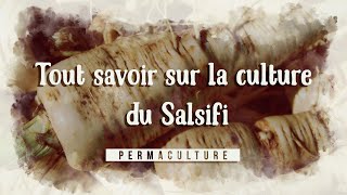 Tout savoir sur la culture du salsifis permaculture legumesanciens [upl. by Sedicla]