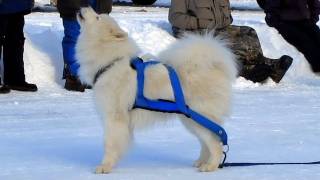 Singing Samoyed Dog Refuses to Do his Job and Pull Dog Pouting [upl. by Anasxor582]