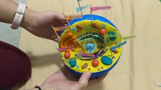 How to Make 3D Cell Model [upl. by Nahtnahoj]