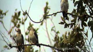 Black winged Kite the first 3 chicks in Israel דאה שחורת כתף [upl. by Kaja]