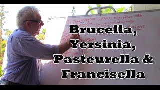 Yersinia Francisella Brucella and Pasteurella  بكتيريا سلبية الغرام [upl. by Ettenauq]