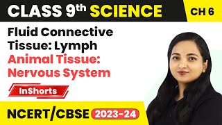 Fluid Connective Tissue Lymph Animal Tissue Nervous System  Class 9 Biology Chapter 6  Tissues [upl. by Nagard928]