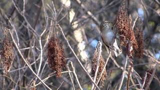 シロハラ quotTurdus pallidusquot の鳴き声。 [upl. by Constant349]