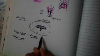 DIAPHRAGM complete explanation MUST WATCH BD is not enough [upl. by Sackman]