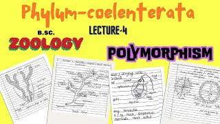 Polymorphism in Coelenterata  BScZoology  Notes pdf in description [upl. by Resee986]