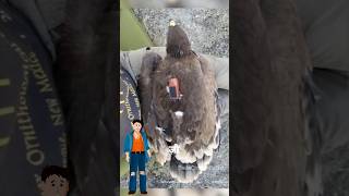 Reality behind dead eagle with 20 years old GPS tracker shorts facts animals [upl. by Frangos]