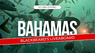 Scuba Diving the Bahamas Blackbeards Liveaboard Adventure  The Exuma Cays May 2024 [upl. by Nnylarac]