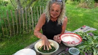 Making Fermeted Tea With Rosebay Willowherb  Fireweed  Gederams Permaculture Nordic Food Forest [upl. by Annim389]