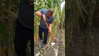 Essential Tools for Modern Agriculture  Amazing Farming Tools for Rural Farmer shorts tools [upl. by Kempe]