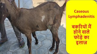 Treating an Abscess । Goat Health। Wound cleaning । Caseous lymphadenitis in Goats । [upl. by Nisaj]