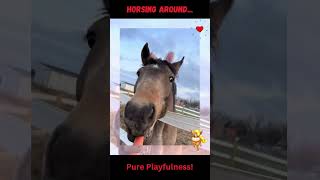 Horses UNLEASHED  INSTANT MOOD LIFT horses foals horselovers horselife animalvideos horsefun [upl. by Gelb]