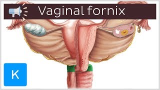 Vaginal fornix  Anatomical Terms Pronunciation by Kenhub [upl. by Ytisahcal37]