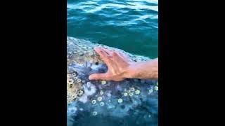 Colonies of barnacles live on whale skin [upl. by Ruzich]