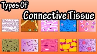 Types Of Connective Tissue  What Is Connective Tissue  Functions Of Connective Tissue [upl. by Charpentier]