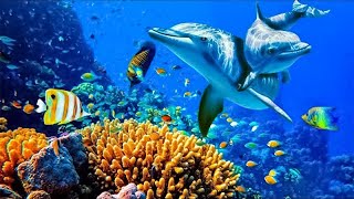 Relaxing Music to Relieve Stress Anxiety and Depression • Mind Body 🐬 Soothing music for nerves [upl. by Nigrom]