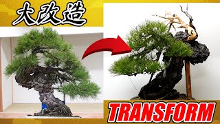 【to the best Bonsai in Japan】Road to the 100th KOKUFU PRIZE 1 [upl. by Michale524]