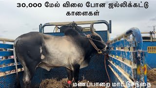 30000 மேல் விலை போன ஜல்லிக்கட்டு காளைகள் Manapparai mattu santhai [upl. by Teague]