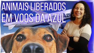 AZUL PASSA A TRANSPORTAR ANIMAIS NA CABINE PARA OS ESTADOS UNIDOS E PORTUGAL  Notícias do turismo [upl. by Symer876]