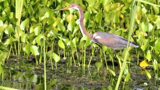 Tricolored Heron at orlando wetlands [upl. by Ikairik977]