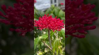 La exótica “Jatropha multifida” colombia flowers nature antioquia beauty apartadó amazing [upl. by Philina]