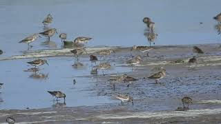 Semipalmated Sandpiper and Least Sandpipers on Ellisville Flats [upl. by Mont524]