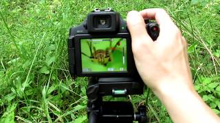 Super Macro Photography Tutorial  Canon PowerShot SX60 HS amp Raynox DCR150 Macro Lens [upl. by Colwen]