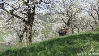 Kirschblüte Witzenhausen Burg Ludwigstein uBad Sooden Allendorf 2018 in 4K von tubehors1 [upl. by Allerbag46]