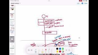 Spinothalamic tract  Ascending tracts of spinal cord neurology 61  First Aid USMLE Step 1 [upl. by Jerrine]