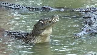 Nourrissage des Crocodiles  La ferme aux crocodiles  Pierrelatte Drôme  France [upl. by Issie]