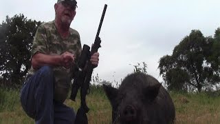 22 LR SubSonic Vs 400 lb Hog Hunt Night VisionSuppressed [upl. by Anuahsed346]