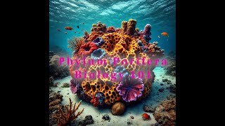 Exploring Phylum Porifera The Fascinating World of Sponges [upl. by Stouffer]