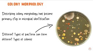 Bacterial Colony Morphology with Live Examples [upl. by Sabanrab]