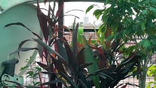 Draecena cordyline plant careBeautiful indoor plantGardening Tips By Aryan [upl. by Marsden]