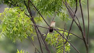 Broadtailed Grassbird Schoenicola platyurus Pune India 82024 [upl. by Pozzy159]