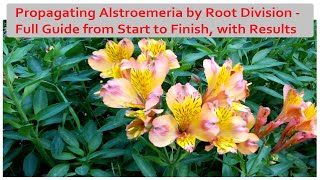 Propagating Alstroemeria by Root Division  a Detailed Guide with Results [upl. by Maris]