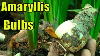 Care of Amaryllis Plant and Bulbs [upl. by Kay422]