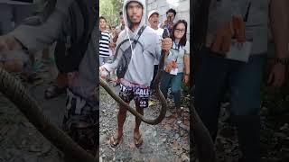 quotPhilippine king cobra also known as banakon captured by concerned citizen here in kiambaquot👊❤️💚🧡💙 [upl. by Foy]