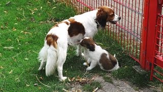 Kinderboerderij de Trotse Pauw 17  Kooiker puppies van hond Fien  Spijkenisse 2016 [upl. by Brunelle]