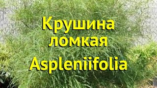 Крушина ломкая Аспленифолия Краткий обзор описание frangula alnus aspleniifolia Aspleniifolia [upl. by Venus]