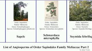 List of Angiosperms of Order Sapindales Family Meliaceae Part 2 trichilia turraea toona mahogany [upl. by Atineg]