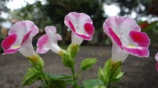 Torenia fournieri  Wishbone flower [upl. by Roskes]