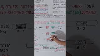 Classification of Bcl2 Proteins biologybySKSir biologyshorts biology [upl. by Mycah]