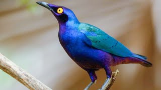 Purple starling Lamprotornis purpureus  sound  call  song [upl. by Va]