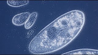 Pantoffeltierchen Paramecium caudatum [upl. by Norris688]