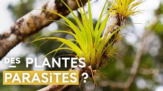 Le plantes épiphytes  détonnantes stratégies de survie [upl. by Anna-Maria232]