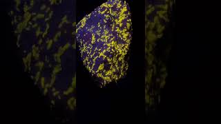 Wollastonite from Sterling hill mine shorts fluorescentminerals viral geology [upl. by Asirb]