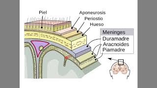 Las Meninges Duramadre Aracnoides y Piamadre [upl. by Siurad]